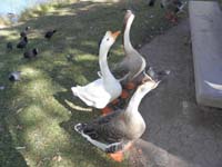 47-these_guys_are_hungry