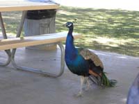 51-surprise_lunch_guest-the_peacock_is_back