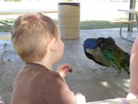 52-Kenny_giggles_while_the_peacock_preens