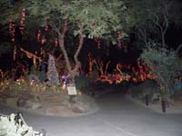 12-colorful_lights_at_the_cactus_garden