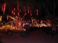 13-colorful_lights_at_the_cactus_garden
