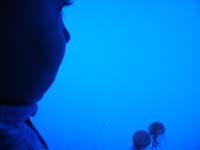 35-Kenny_watching_the_jellyfish