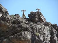 45-bighorn_sheep