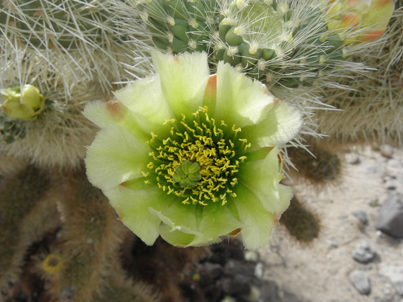 023-cholla_bloom
