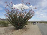 014-giant_Octillo_in_Joshua_Tree_National_Park