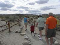 015-entering_the_Teddy_Bear_Cholla_patch