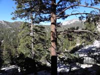 071-scenery_is_just_like_Mt_Charleston_area
