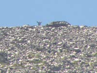 57-Mommy's_on_Wheeler_Peak_1.25_miles_away_and_3,000_feet_higher