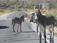 11-burros_greet_us_as_we_enter_Bonnie_Springs