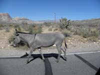 12-follow_me-I've_reserved_parking_for_you-says_the_burro
