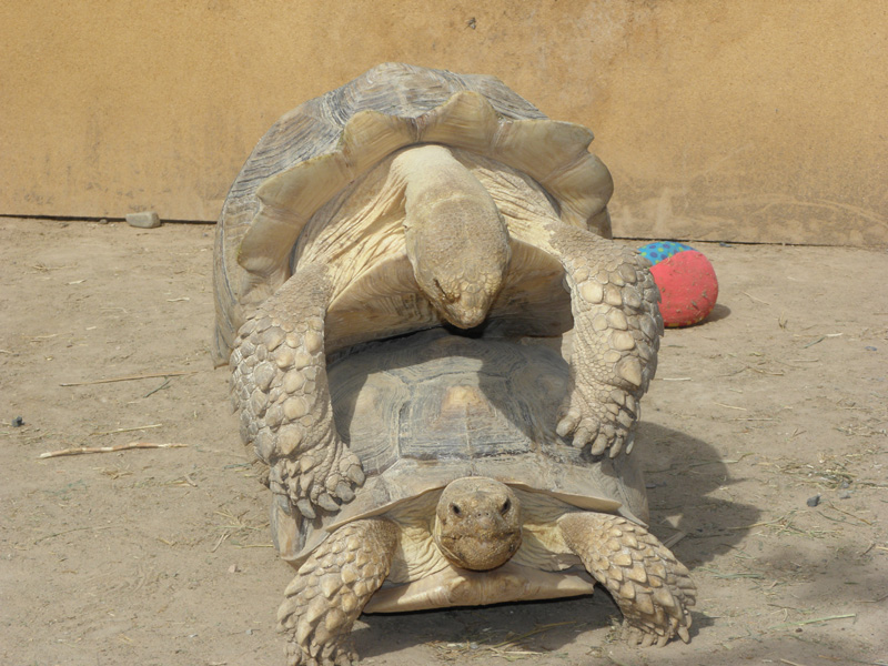 36-tortoises