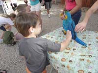 06-petting_a_baby_Macaw