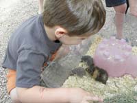 07-Kenny_fell_in_love_with_the_baby_hedgehogs