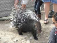 15-up_close_and_personal_with_a_porcupine