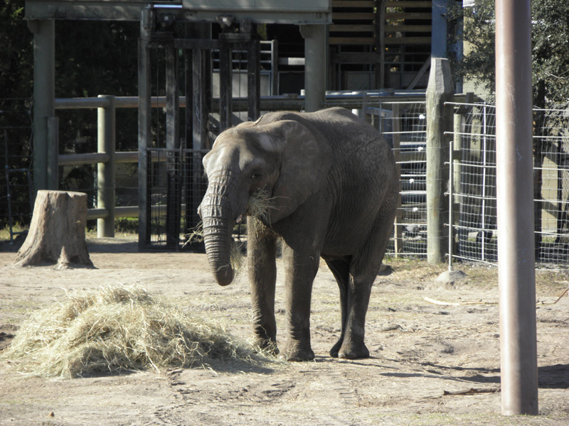 129-elephant