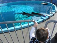 030-Kenny_admires_Winter_the_tailless_dolphin