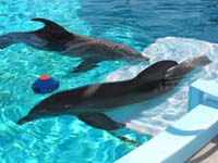 031-Winter_had_her_tail_amputated_at_three_month_old_due_to_damage_being_tangled_in_a_crab_trap_line