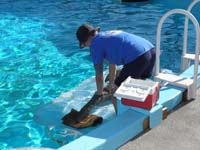 033-even_an_injured_dolphin_requires_rehab