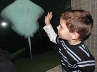 036-Kenny_admires_a_stingray_through_glass