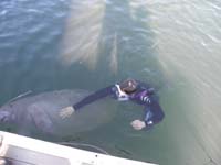 109-manatee_happy_to_be_petted_by_Daddy_while_chewing_on_a_rope