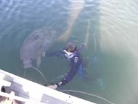 110-manatee_happy_to_be_petted_by_Daddy_while_chewing_on_a_rope