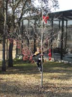 116-Kenny_in_the_tree_Cindy_planted_in_their_yard_for_him_when_he_was_born
