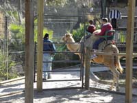 126-Baba_and_Kenny_riding_a_camel
