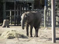 129-elephant