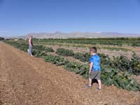 11-Kenny_is_less_than_enthusiastic_about_picking_vegetables-look_snow_on_Mt.Charleston