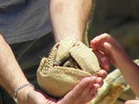 16-South_American_Armadillo-only_Armadillo_species_that_can_completely_ball_up