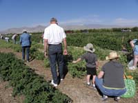 32-everyone_picking_peas