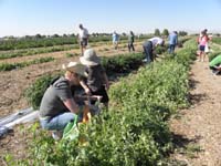 33-Kenny's_having_fun_picking_peas