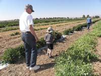 34-Kenny's_helping_Poppy_and_Baba_find_peas_to_pick