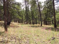 52-great_unspoiled_forest_according_the_a_ranger-trees_and_wildflowers