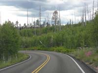 68-lots_of_aspens-will_be_very_pretty_in_late_September_for_Fall_colors
