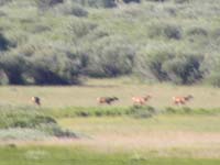 55-Elk_over_half_mile_away-hard_to_get_clear_shot_due_to_shaking-later_used_fence_as_support