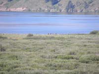 61-the_elk_made_it_to_the_lake-max_optical_zoom-they_are_over_a_mile_away