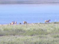 62-the_elk-max_optical_and_digital_zoom-over_mile_away