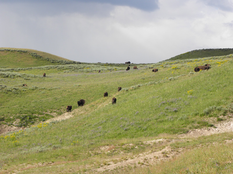 95-bison_along_road