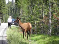 03-elk_along_the_road