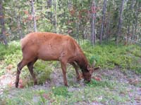 04-elk_walking_along_side_our_car