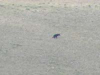 25-Kodak_moment-max_optical(26x)_and_digital_of_wolf_taking_a_dump