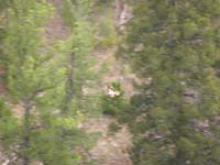32-while_admiring_view_spotted_Osprey_flying_around