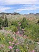 33-very_pretty_view_of_wildflowers_and_Blacktail_Deer_Creek