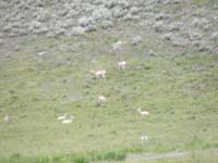 34-Pronghorn_about_half_mile_from_road