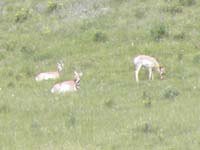 35-closer_view_of_Pronghorn-our_own_Safari_adventure_drive