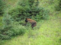 50-bear_jam_on_drive_back_to_campsite-bear_eating_berries