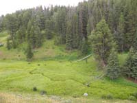 51-another_bear_spotted-it's_in_middle_of_picture_left_of_downed_tree