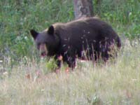 52-closer_view_of_bear-max_zoom_is_hard_to_get_good_shot