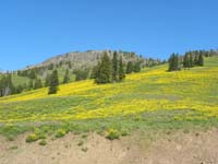 62-wildflowers_from_road_near_trailhead_for_Mount_Washburn